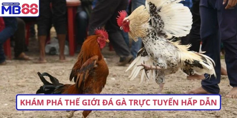 Khám phá thế giới đá gà trực tuyến hấp dẫn